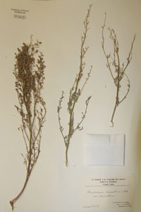 Herbarium Sheet of 